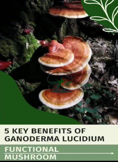 Promotional GIF
